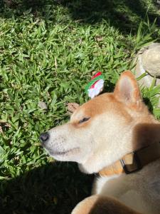 un perro tirado en la hierba con un juguete en la boca en Chuxu Homestay en Fanlu