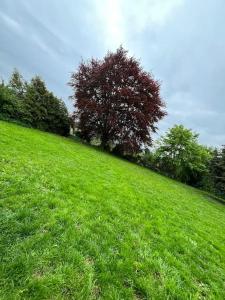 HaigerlochDoppelzimmer Nr10的田野中央有一棵树的草山