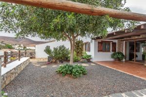 una casa con un árbol en medio de un patio en La Casilleta, en Betancuria