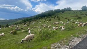 a herd of sheep grazing on a grassy hill at Topli kutak Golija in Novi Pazar