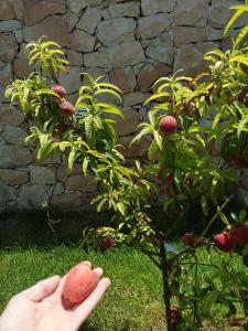 a person holding an apple in front of a tree at Villa Azzurra in Lampedusa