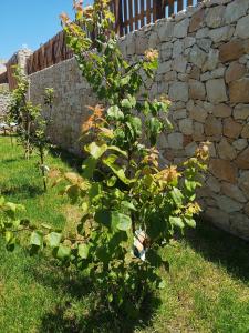 a plant in a yard next to a stone wall at Villa Azzurra in Lampedusa
