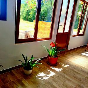 Dos plantas en una habitación con la puerta abierta. en Căsuțele Camping AliMar, en Tîrsa