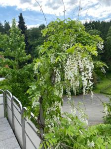 Ferienhof Kröger في بيليفيلد: شجرة عليها زهور بيضاء معلقة فوق سور
