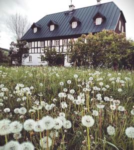 a field of white flowers in front of a house at Dom pod Mandragorą in Świeradów-Zdrój