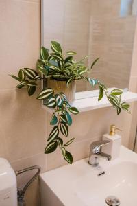 a potted plant sitting on top of a bathroom sink at Central White Apartment in Satu Mare