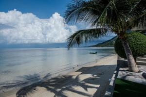 a palm tree on a beach with a boat in the water at Neptune's Villa in Haad Rin