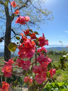 un ramo de flores rosas en un árbol en Gîte à la campagne, en Saint-Péray 4 fotos más