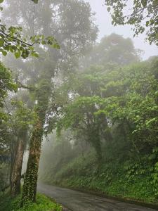 a misty road in the middle of a forest at The Bliss Homestay in Gangtok
