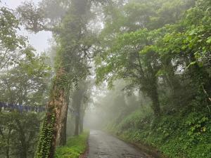 un camino nebuloso en medio de un bosque en The Bliss Homestay, en Gangtok