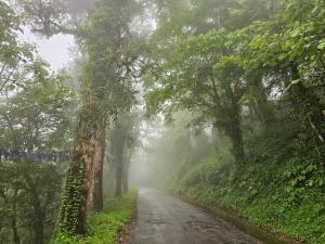 Eine neblige Straße mitten im Wald in der Unterkunft The Bliss Homestay in Gangtok