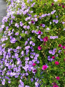 a bunch of purple and pink flowers in a garden at Hôtel Ker-Noyal Quiberon Plage in Quiberon