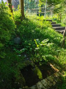 a garden with stairs and plants and grass at Cvjetna oaza in Višegrad