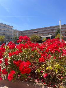 a bed of red flowers in front of a building at APCOSTAS Els Pins Lotus in Blanes