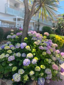 a bunch of purple and yellow flowers next to a tree at APCOSTAS Els Pins Lotus in Blanes