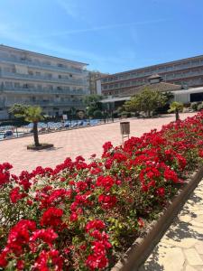 a bunch of red flowers in a flower bed at APCOSTAS Els Pins Lotus in Blanes +101 photos