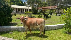 uma vaca castanha parada na relva num quintal em Hotel Fazenda Ceu Aberto em Gravatá