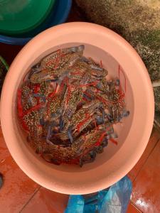 a bowl of crabs in a bowl of water at Khách Sạn Tuấn Thảo Cửa Lò in Cửa Lò