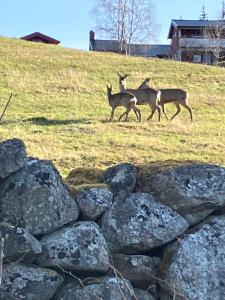three deer walking behind a pile of rocks at Åsgardane Gjestegard in Gol