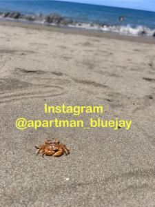 a crab on a beach with the words imperialism amphibian amphibian biology at Bluejay Apartamento Playa del Cura in Playa del Cura