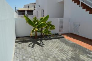a plant sitting on the side of a building at Mirafondo Beach in Playa Honda