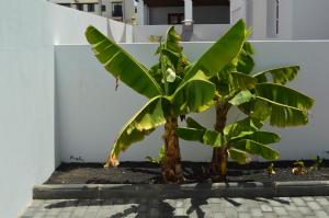 two trees in front of a white wall at Mirafondo Beach in Playa Honda