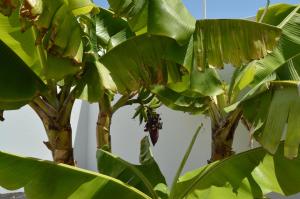 a banana tree with lots of green leaves at Mirafondo Beach in Playa Honda
