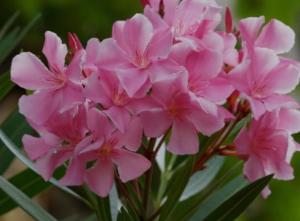 a bunch of pink flowers in a vase at R&B MiDora Montale in Montale