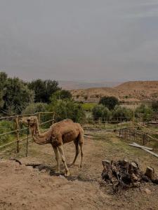 a camel standing in the dirt near a fence at Les terrasses du Lac Marrakech in Lalla Takerkoust