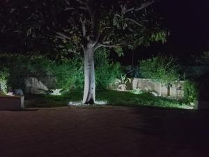 シラクーサにあるSeaside Serenity Villa IGMAの夜の庭の木