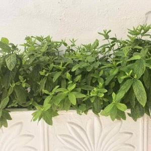 une plante verte dans un pot blanc sur un mur dans l'établissement Dolce Vita - In the heart of Lefkada - Lefkada BnB, à Leucade