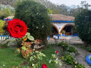a red rose in a garden next to a house at Finca San Pedro -Alojamiento Campestre y Reserva Natural- in Sogamoso