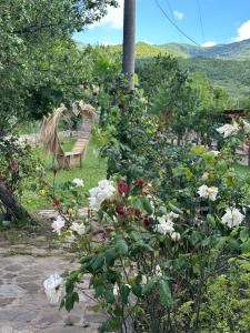 a garden with roses and a bench in the background at VILA DISHA in Tirana