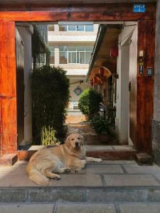 a large brown dog laying on the ground in a doorway at Lijiang Adventure Inn in Lijiang