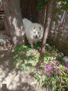 Imagine din galeria proprietății Α lovely home for a summer vacation în Asprovalta