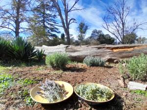 two bowls of plants in a garden with a log at Rincón Alto Cabañas in Nono
