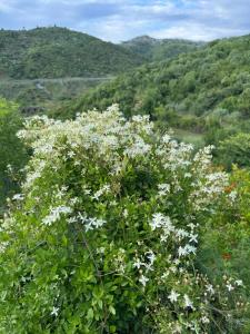 Φυσικό τοπίο κοντά σε αυτό το διαμέρισμα