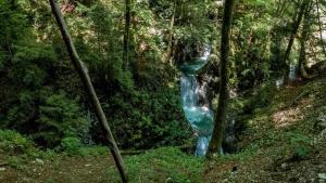 a waterfall in the middle of a forest with trees at B&B Gianchia in Brentino Belluno