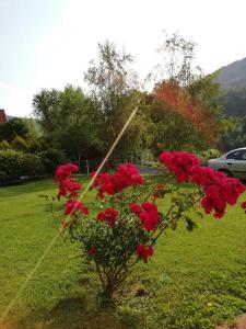 Zahrada ubytování Drina-Krivi Vir