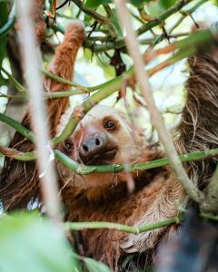 a baby sloth hanging in a tree at Almonds and Corals Jungle Resort in Puerto Viejo
