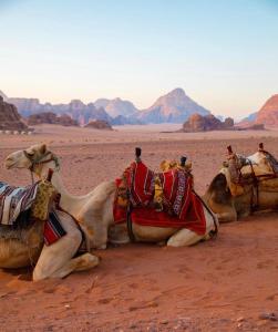 Fotografie z fotogalerie ubytování Orgoan camp wadirum v destinaci Disah + 14 fotografií