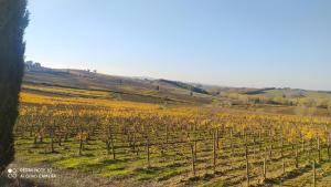 Zdjęcie z galerii obiektu CASA IL MANDORLO NEL CHIANTI w mieście Castellina in Chianti