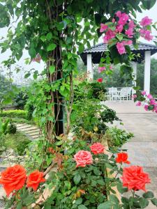 和平Ben's house lương sơn hoà bình的相册照片