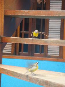 Altri animali domestici presso la locanda o nei dintorni