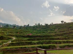 a field of greens with a bench on a hill at Hotel pushpdeep in Phata