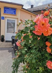 a bush with orange flowers in front of a building at Lucija in Gospić