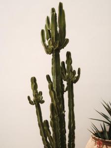 a cactus in a vase next to a wall at The Wild by Interni in Kalafatis