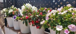 a row of white pots filled with flowers at Apartamentos Los Descalzos Ángel With Private Terrace Free Parking in Ronda