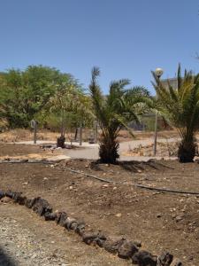une ligne rocheuse sur le côté d'une route plantée de palmiers dans l'établissement Rose de Palmarejo Grande - AC, à Praia