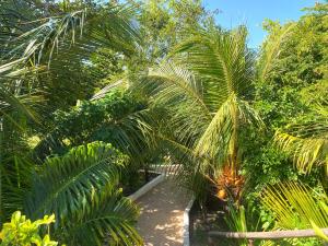 ścieżka przez palmy w obiekcie Lala Land Lodge w mieście Kizimkazi